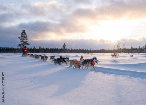 Dog sledding in Jamtland, Sweden