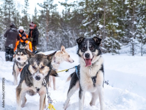 Sled dogs in Sweden