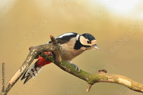 Great spotted woodpecker sitting on the BRANCH. Wildlife scene from nature. Dendrocopos major photo