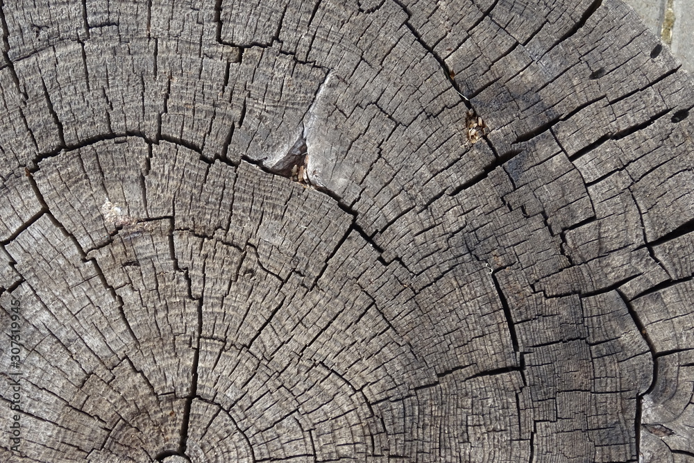 Fototapeta premium Old cracked tree stump texture. Natural wooden background.