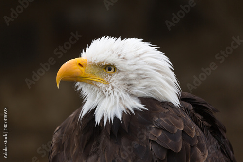 Profile of head of a bald eagle looking to the left. Neutral, black backround. Portrait of a majestic bird with detailed view on beak, eye, feathers. National animal of the United States of America.