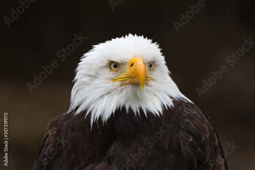 Front portrait of a bald eagle (haliaeetus leucocephalus, Seeadler), looking into the distance. Neutral, black background. Detailed view on the complete head incl. beak, both eyes, white feathers.
