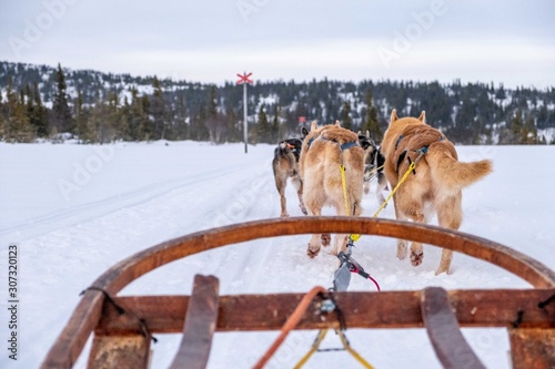 Dog sledding in Jamtland, Sweden