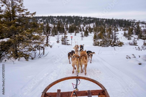 Dog sledding in Jamtland, Sweden