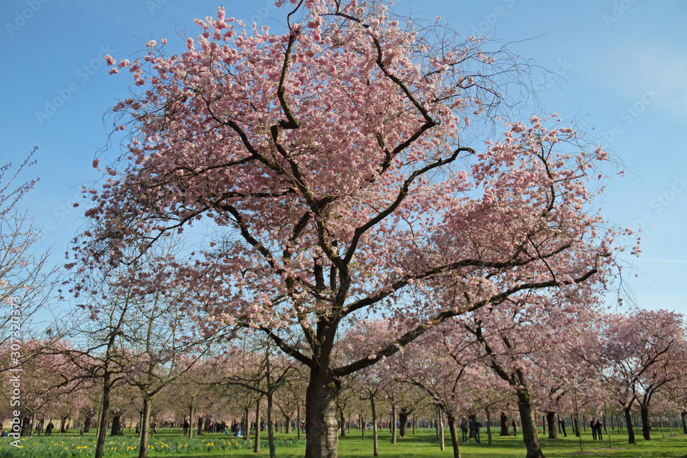 Kirschblüte Kirschblüte
