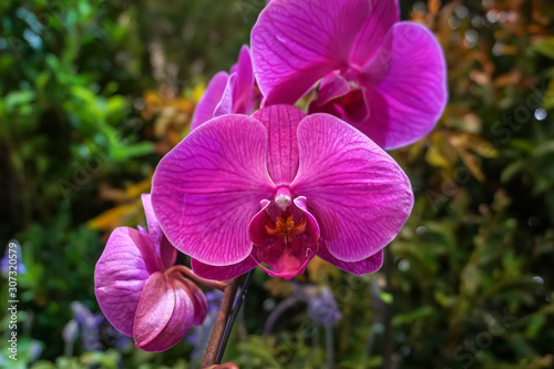 Pink phalaenopsis orchids