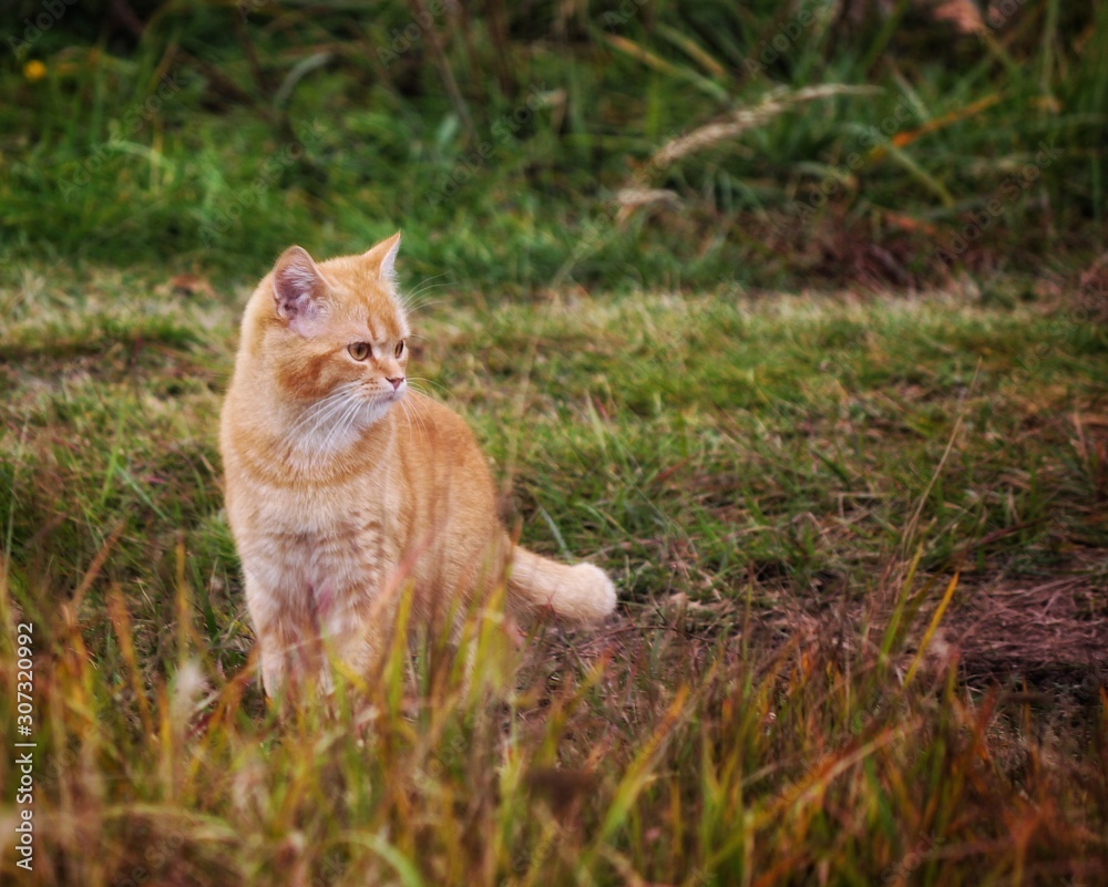 Photo of a red cat on a walk