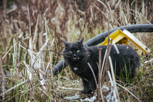 black cat eats old grass