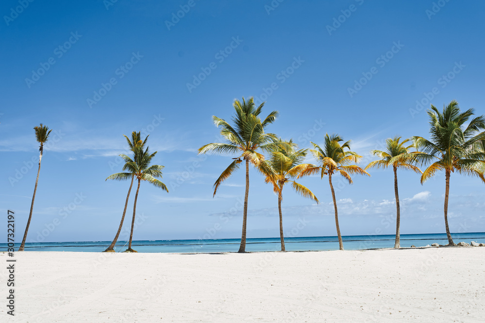 palm tree on the beach