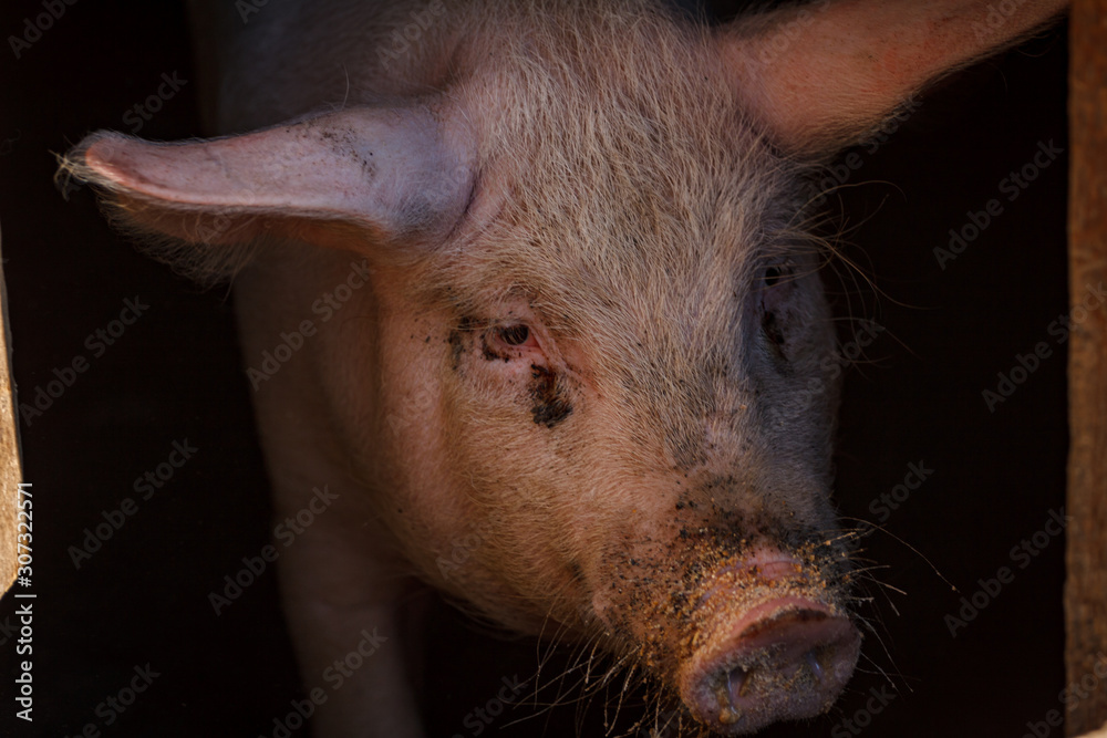 A large pig's head close-up on a pig farm A large pig's head close-up on a pig farm