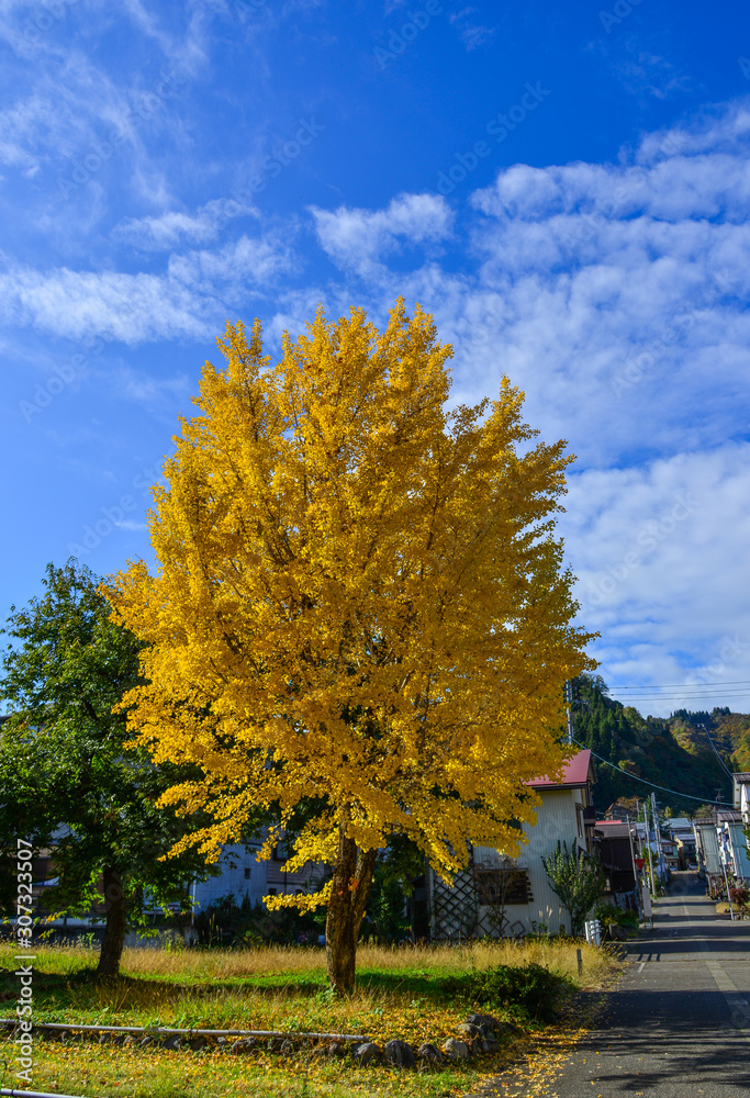 Autumn scenery in Kyoto, Japan
