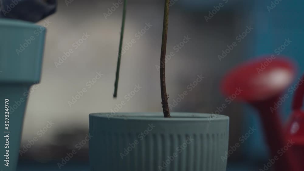 Close up of female hands moving avocado plant with roots in ground from small pot to bigger flower pot. Plant transplant process in slow motion, slider view