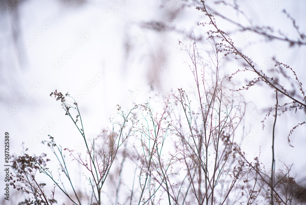 Dried plants in snow on meadow or field, winter nature background