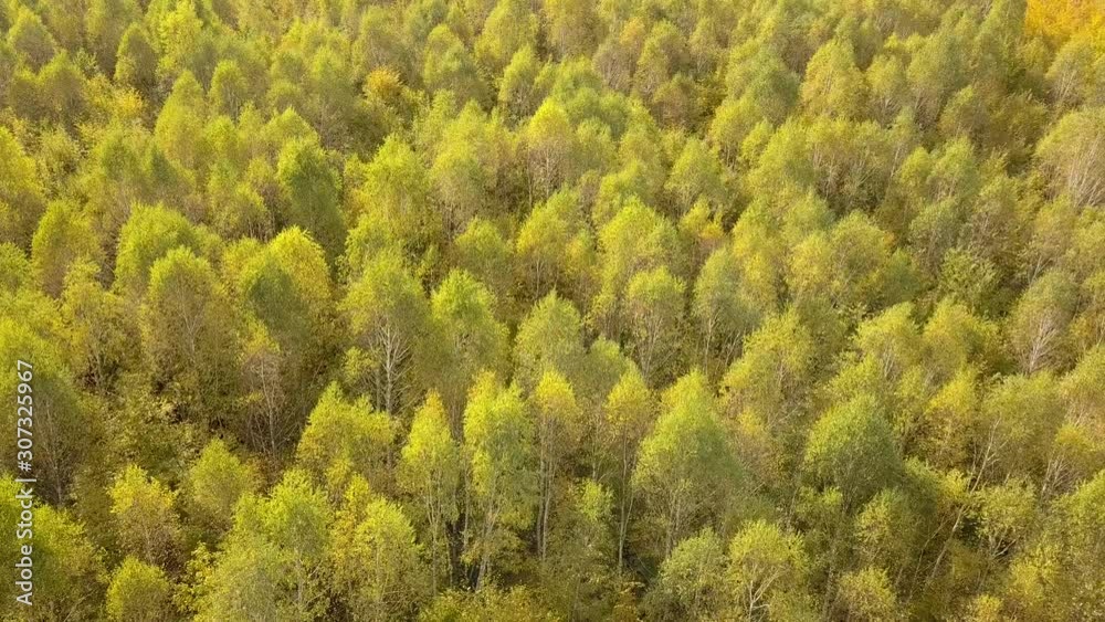 Autumn forest with bright orange and yellow leaves. Dense woods in sunny fall weather. Autumn forest with bright orange and yellow leaves. Dense woods in sunny fall weather.