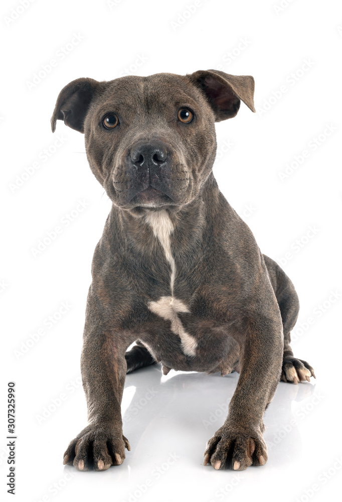 staffordshire bull terrier staffordshire bull terrier