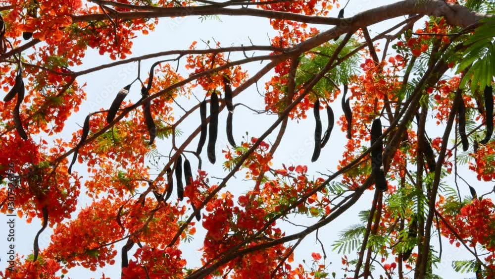 Orange flowers of flamboyant tree or peacock tree, on its branches in the mid of afternoon sunlight against bright sky on a breezy day Orange flowers of flamboyant tree or peacock tree, on its branches in the mid of afternoon sunlight against bright sky on a breezy day