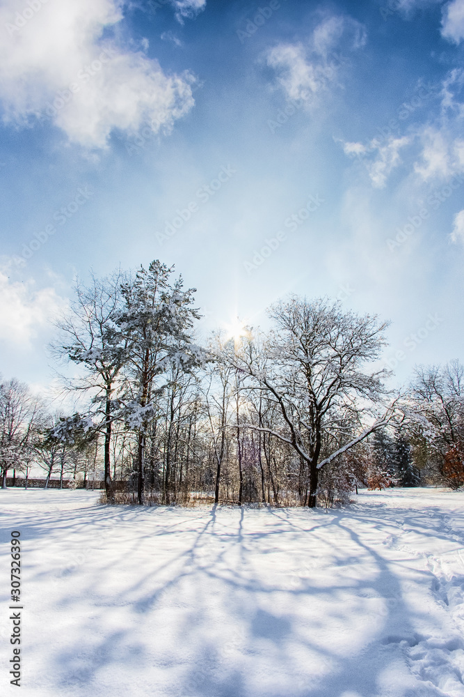 Fototapeta premium Snowy path into several trees in a forest