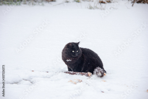 black cat and first snow © Владимир Голубев