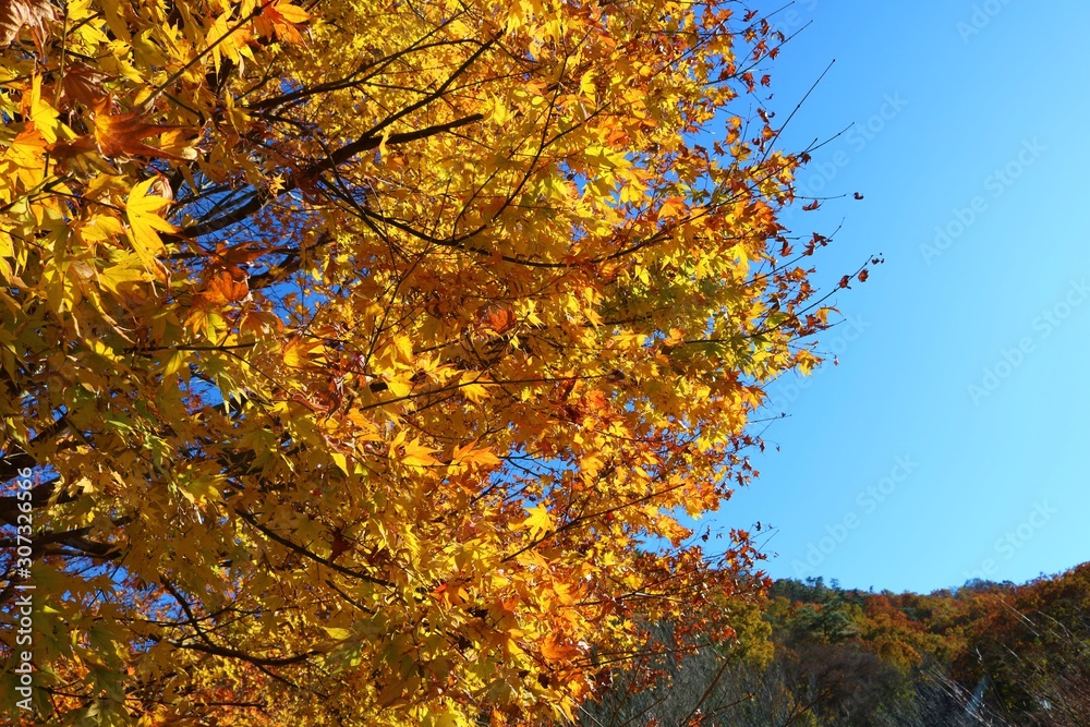秋 風景 紅葉 杤木 秋 風景 紅葉 杤木