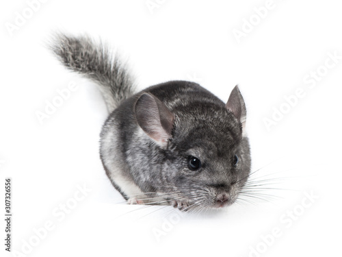 Young chinchilla isolated