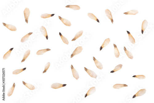 Many seeds of cone