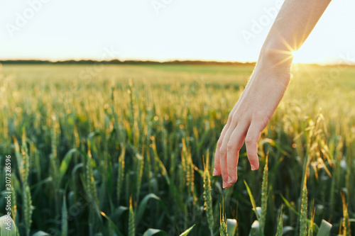 hand with wheat