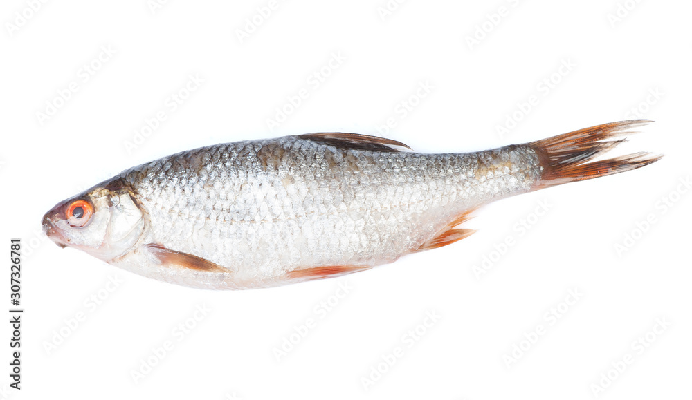 Roach river fish