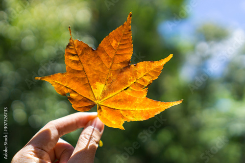 Woman hand holding autumn maple leaf under sunlight
