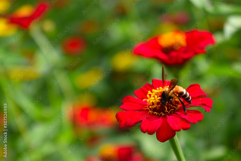 red flower blooming on blur background in the garden red flower blooming on blur background in the garden