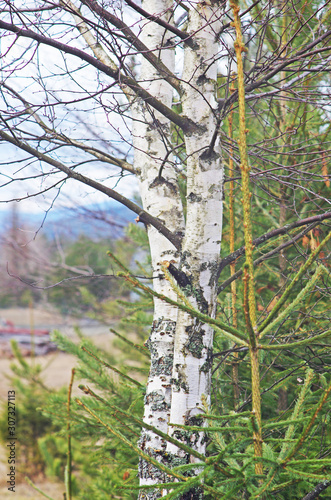 Fototapeta Naklejka Na Ścianę i Meble -  Wieś, natura