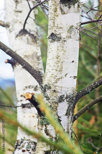 Fototapeta Naklejka Na Ścianę i Meble -  Wieś, natura