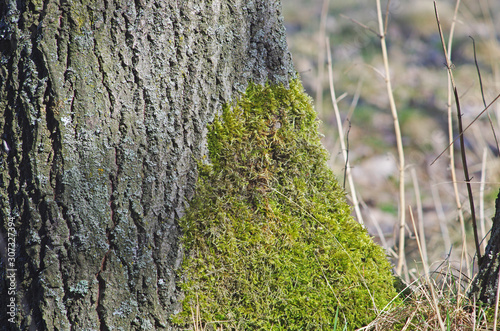 Fototapeta Naklejka Na Ścianę i Meble -  Wieś, natura