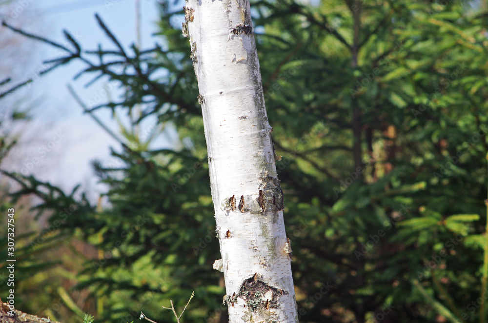 Fototapeta premium Wieś, natura