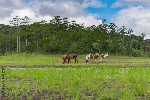 Herd of horses wandering on grazing pasture in nice weather