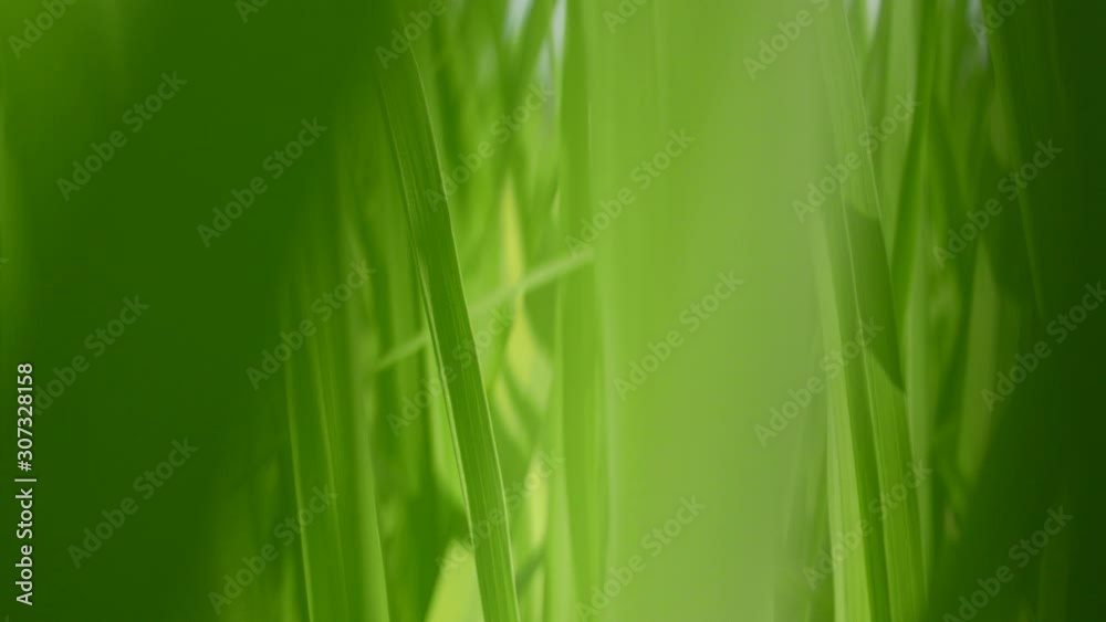Moving through refreshing green paddy field, fresh rice tree leaves, under bright afternoon sunlight Moving through refreshing green paddy field, fresh rice tree leaves, under bright afternoon sunlight