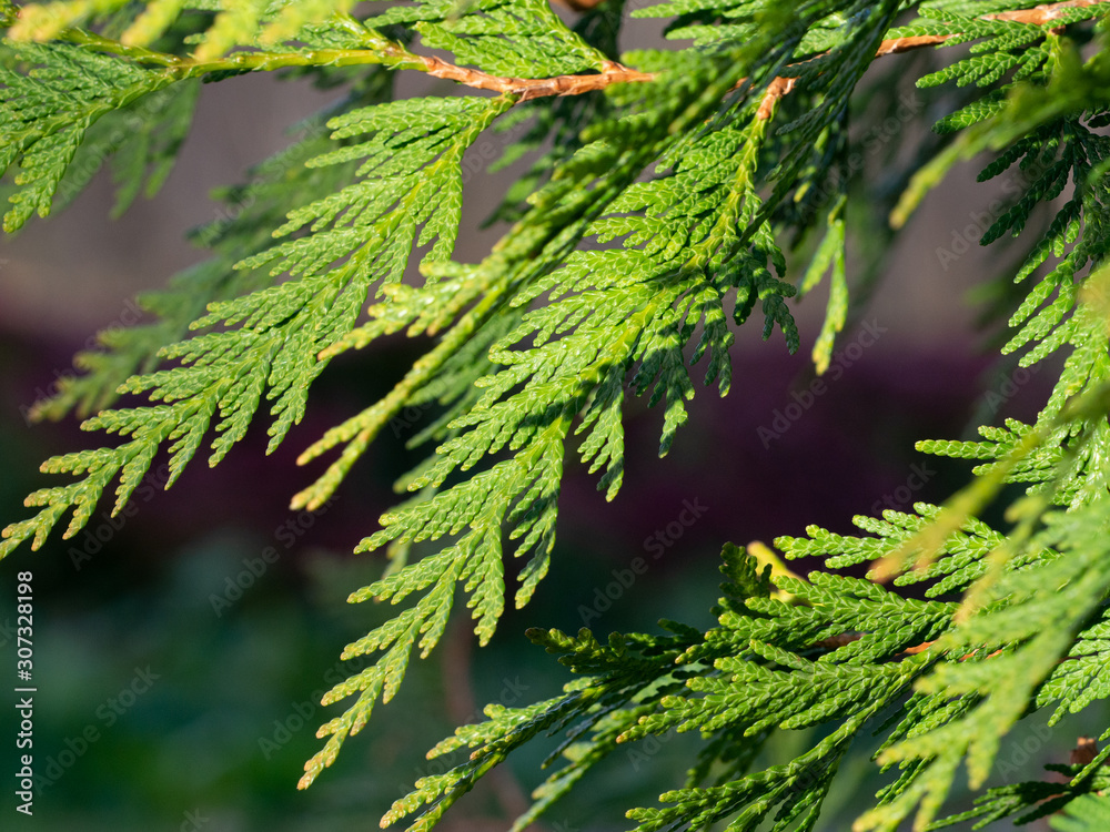 Fototapeta premium Thuja, lit by the sun. Green thuja tree branch.