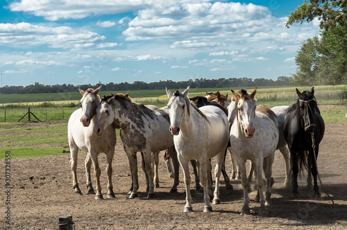 Fototapeta Naklejka Na Ścianę i Meble -  Pferde- Argentinische Pferde