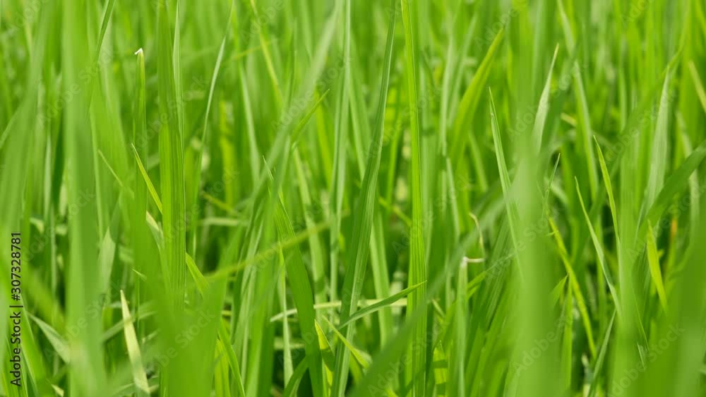 Refreshing green paddy field, fresh rice tree leaves, under bright afternoon sunlight of a summer time in the North of Thailand ( panning left ) Refreshing green paddy field, fresh rice tree leaves, under bright afternoon sunlight of a summer time in the North of Thailand ( panning left )