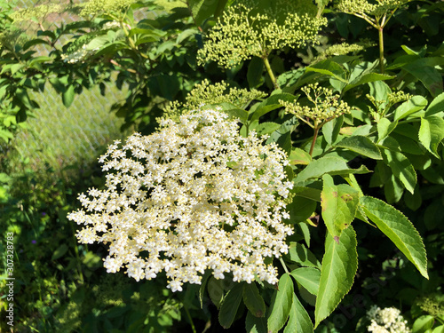 The Elderberry (Sambucus nigra), Black elder, European elder, European black elderberry, Der Schwarze Holunder, Schwarzer Flieder, Fliederbeeren or Crna Bazga ili Zovina (Zova) photo