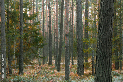 beautiful autumn pine forest, soft focus
