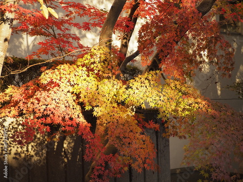 autumn