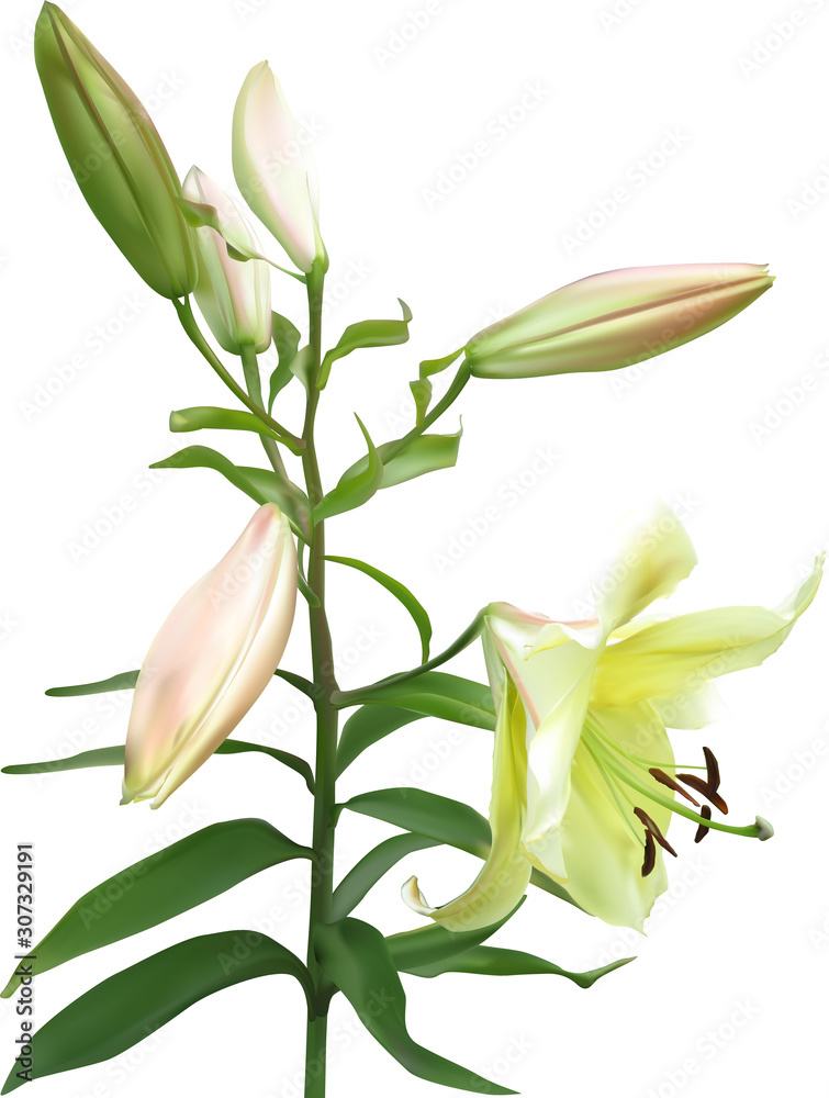 golden lily with bloom and five buds isolated on white