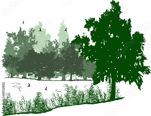 birds above pond near green trees isolated on white