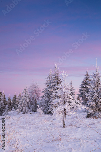 Scenic winter landscape with snowy fir trees. Winter postcard. © belyaaa