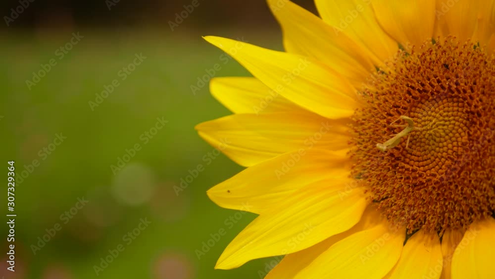 Close up and selective focus of refreshing sunflower in the mid of the afternoon sunlight Close up and selective focus of refreshing sunflower in the mid of the afternoon sunlight