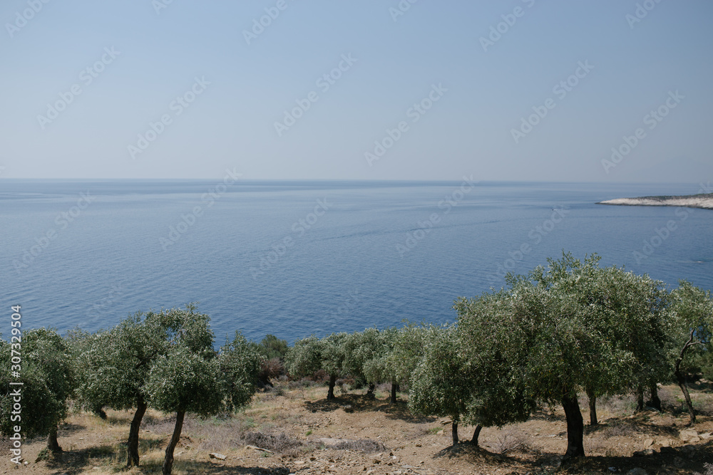 Olive trees on the coast of the aegean sea on the greek island 