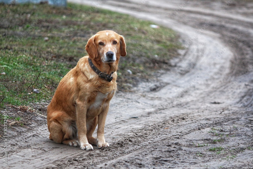 smart dog eyes