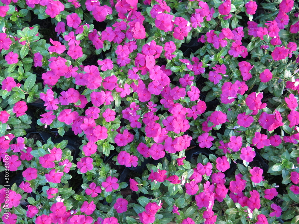 Fototapeta premium purple flowers in the garden, background concept.