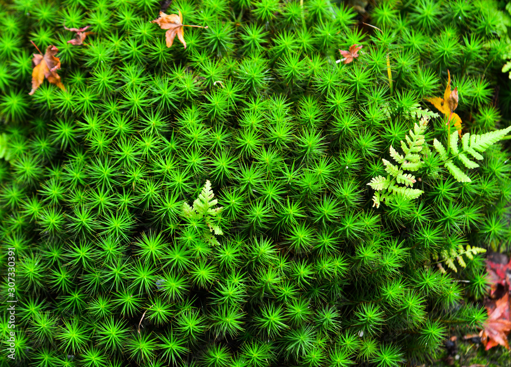 Green moss grown up cover the rough stones Green moss grown up cover the rough stones