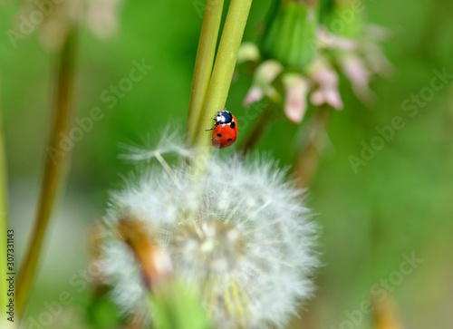 Ladybug sitting on blooming dandelions on a spring green field, a traditional symbol of spring